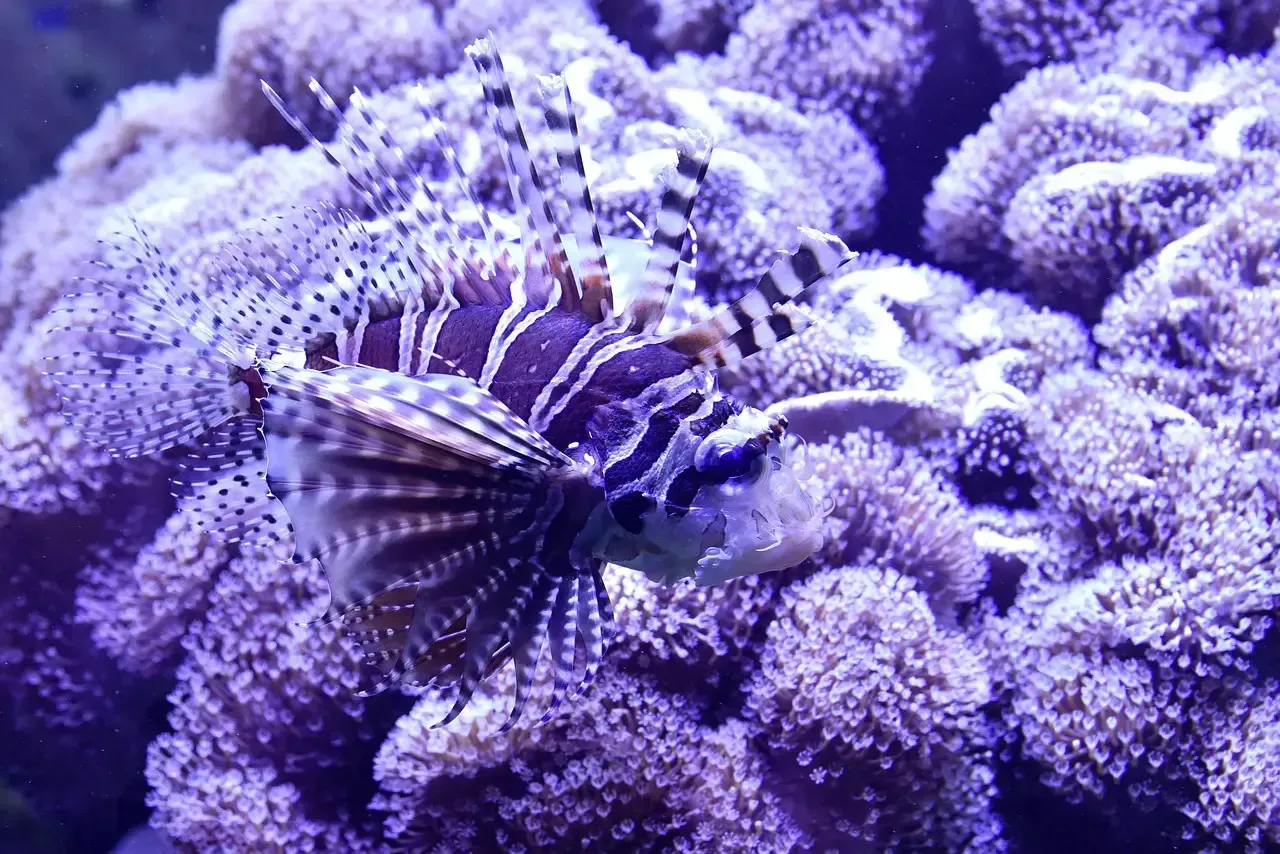 __wf_reserved_inherit