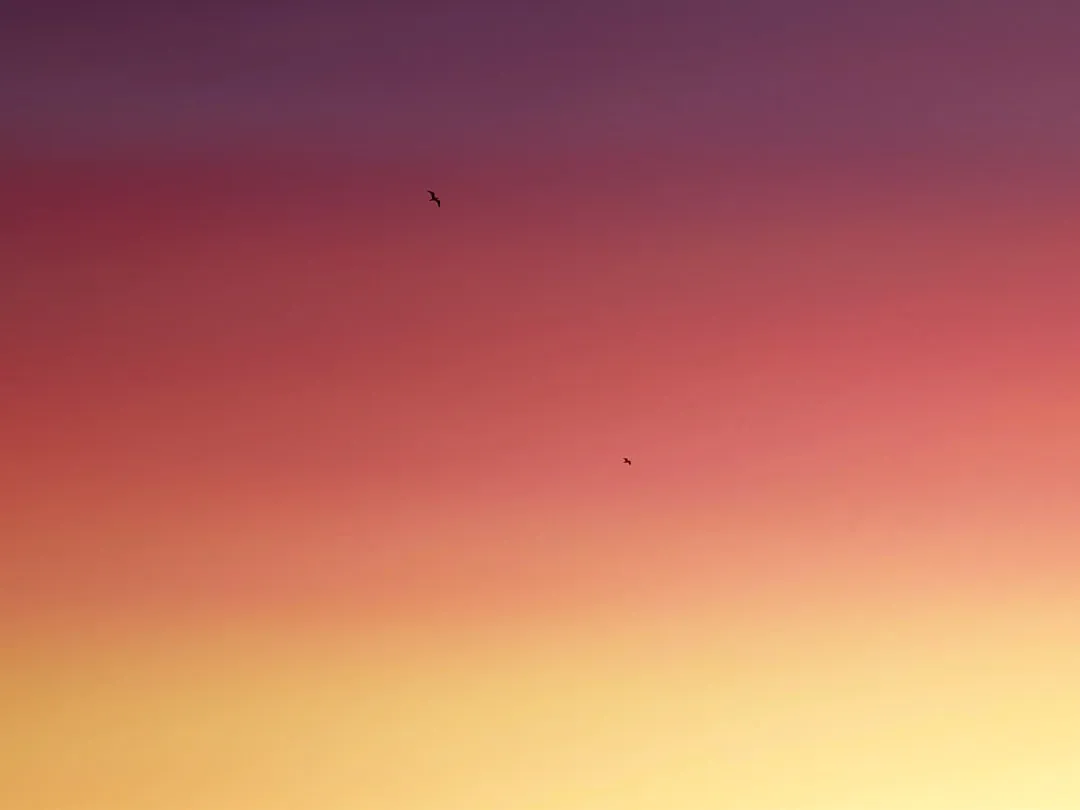 birds flying in the sky