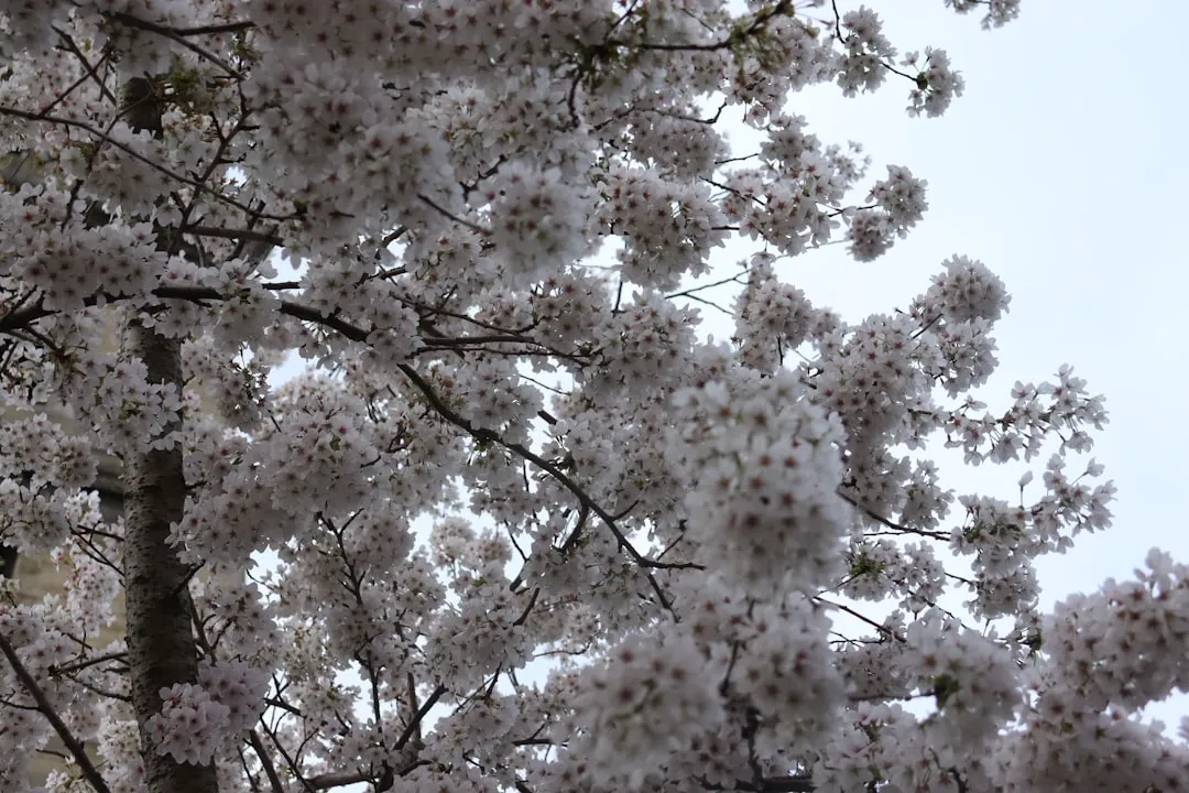 Close-up of a blooming cherry blossom tree