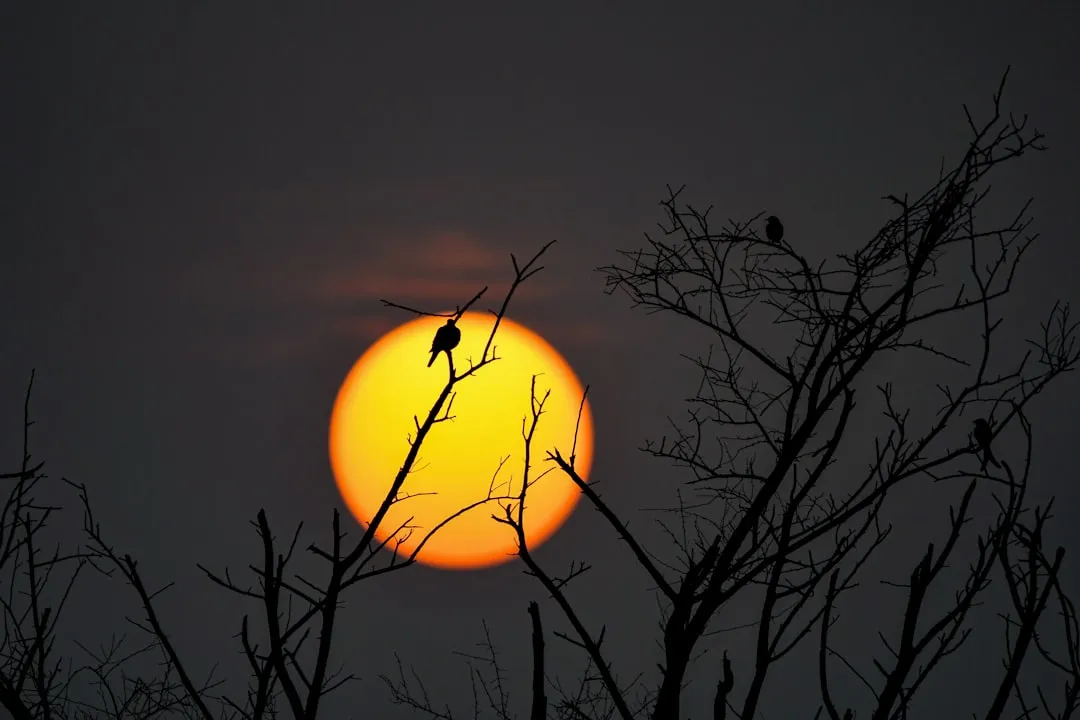A large sun setting behind silhouetted trees