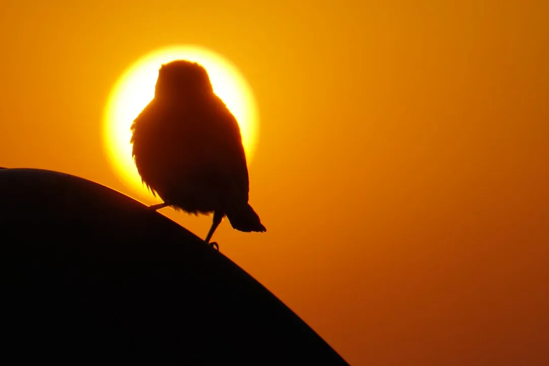 a bird sitting on top of a roof in front of the sun