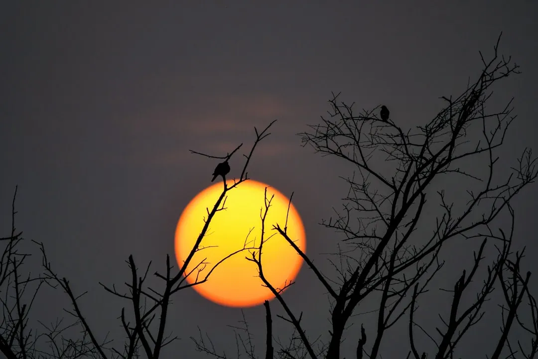 Silhouetted birds on branches against a large setting sun.