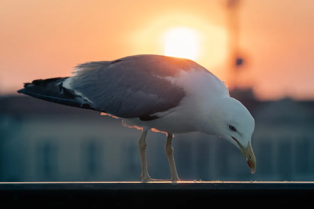 a seagull standing on a ledge at sunset
