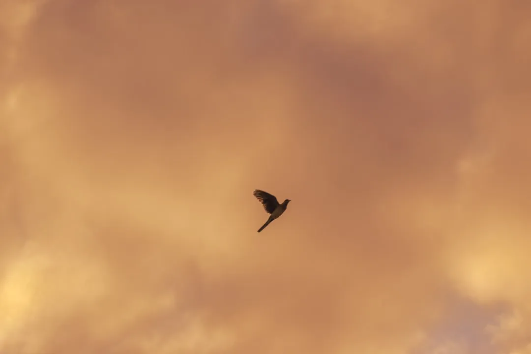 a bird flying through a cloudy sky on a cloudy day