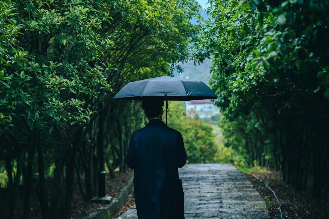 Person walks with umbrella down a tree-lined path.