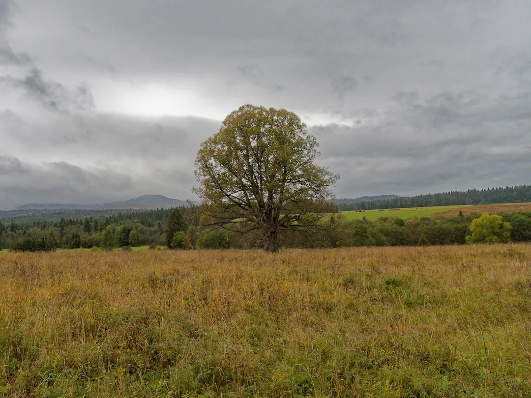Lone tree in a golden field under cloudy sky