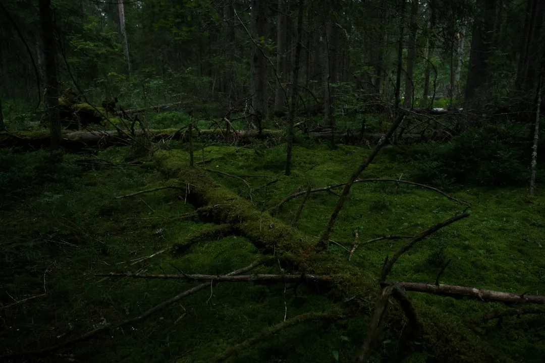 A dark and lush forest filled with trees.