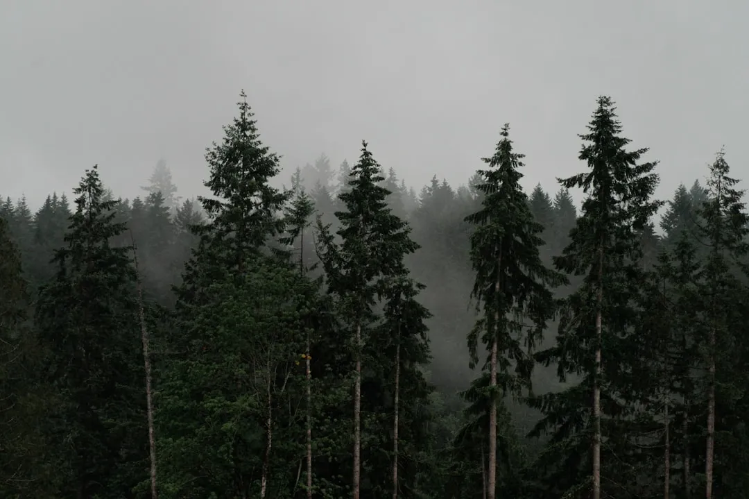 green pine trees covered with fog