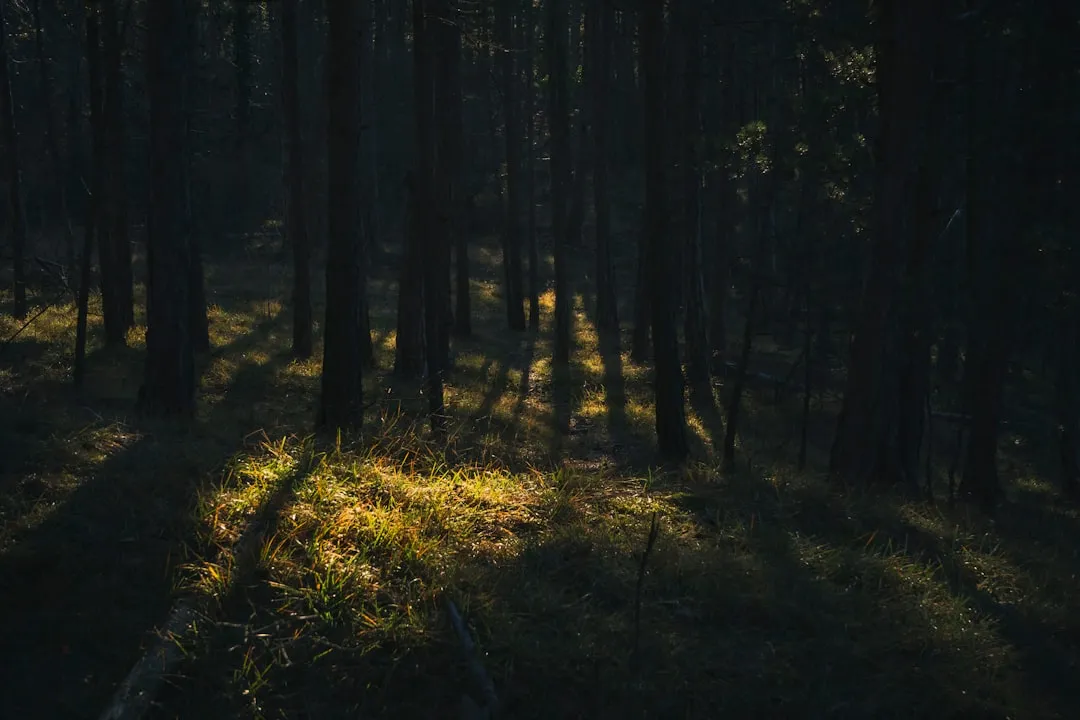 the sun is shining through the trees in the forest