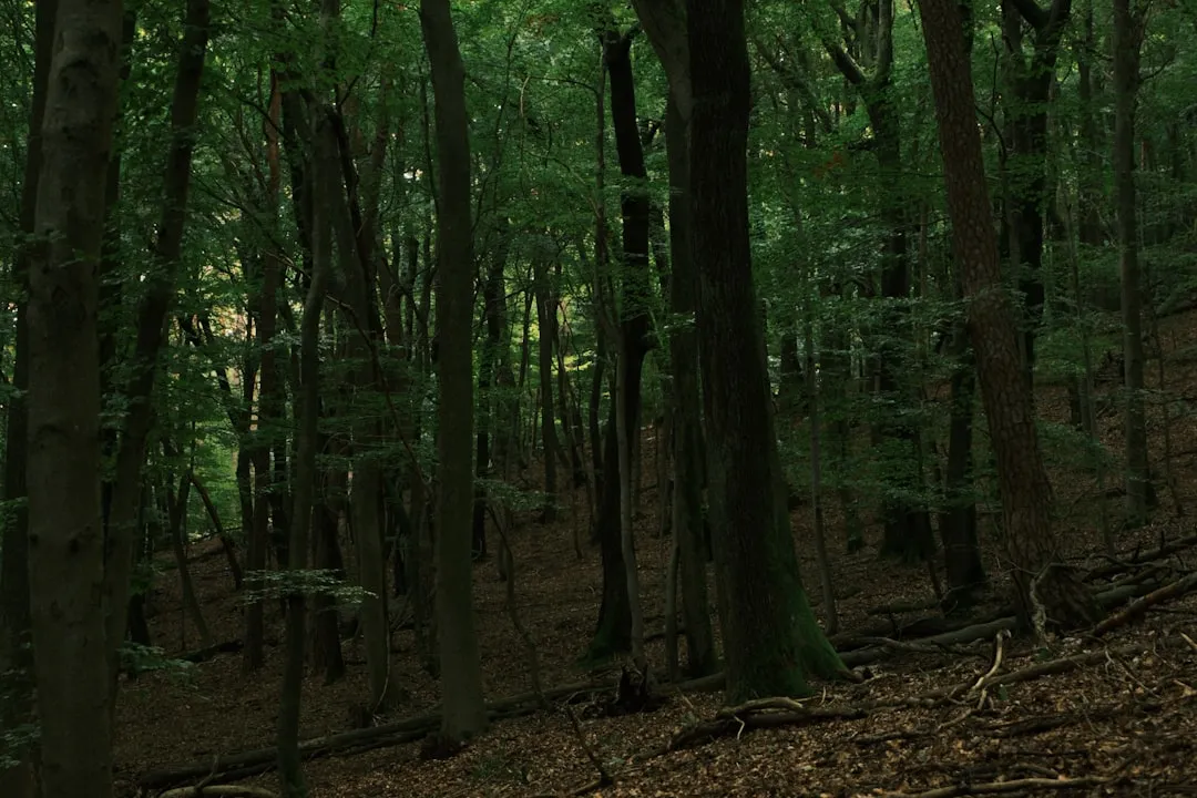 Dense forest with tall trees and fallen leaves.