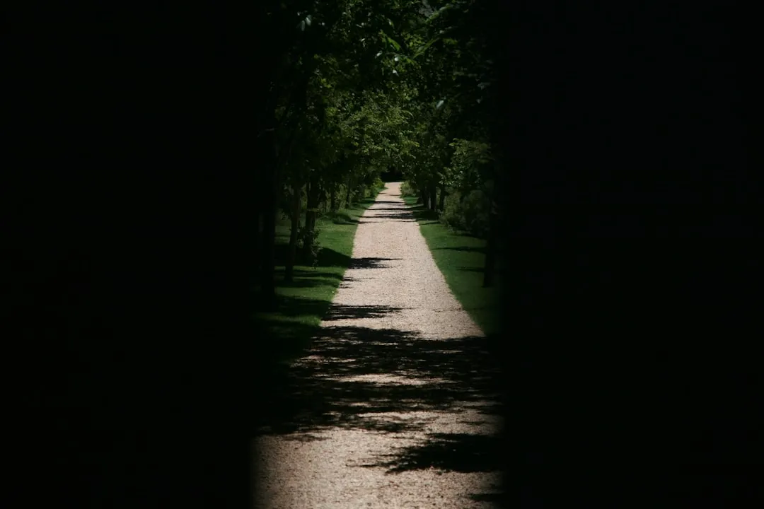 green trees on brown soil