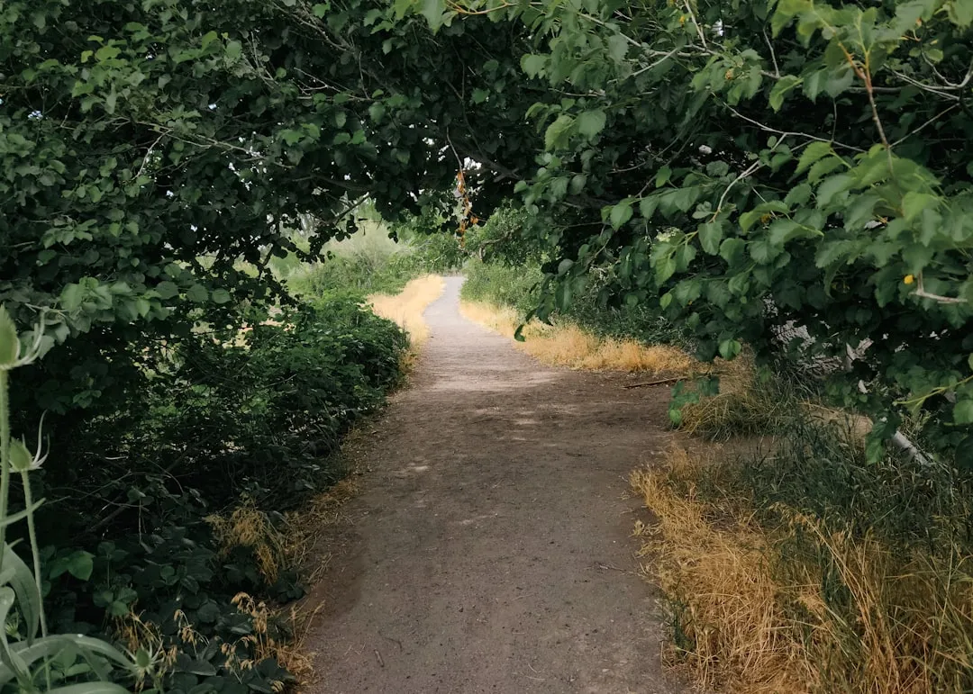 A dirt road surrounded by trees and bushes