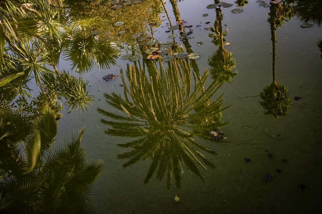 Palm trees reflected in murky water with lily pads.