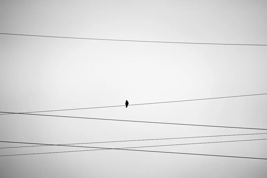a black and white photo of a bird on a wire