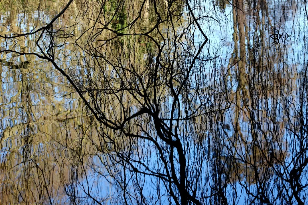 Reflections of trees in the water's surface.
