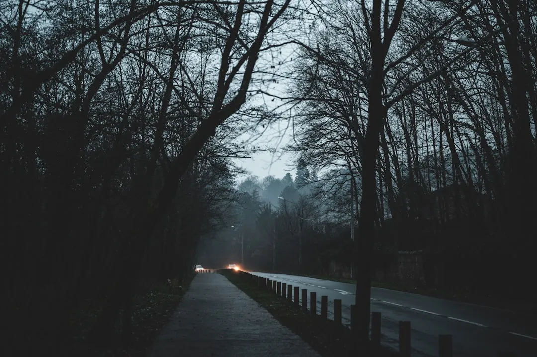 black asphalt road between bare trees during daytime