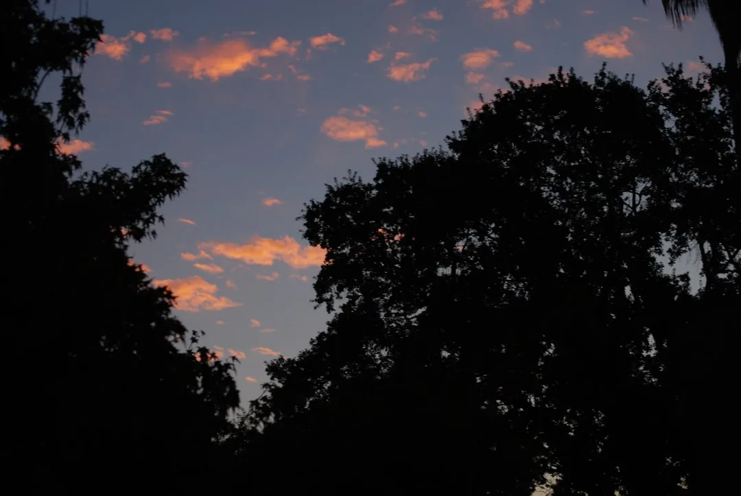 the silhouette of trees against a sunset sky