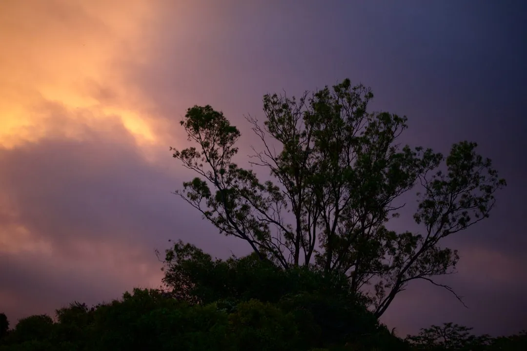 Silhouette of a tree against a dramatic sunset sky.