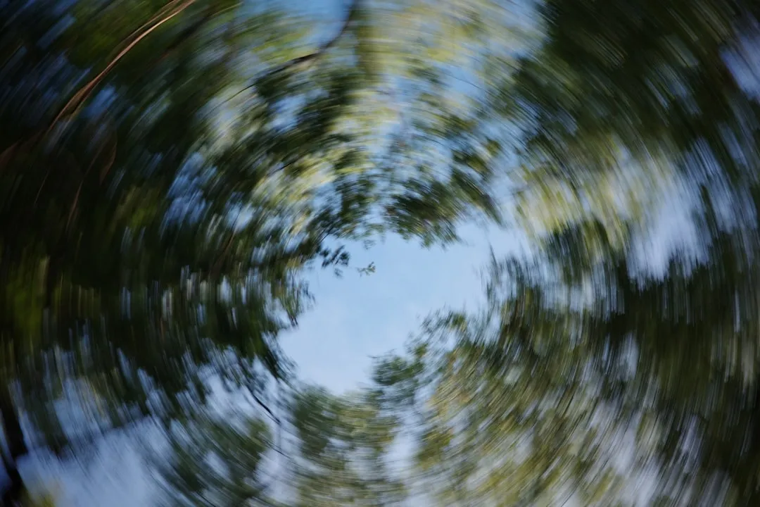 A circular view of trees in a forest