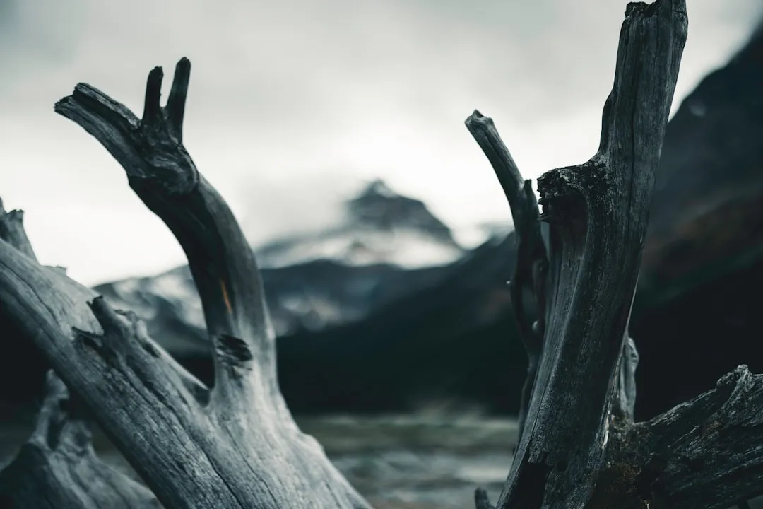 A close up of a tree trunk in a body of water