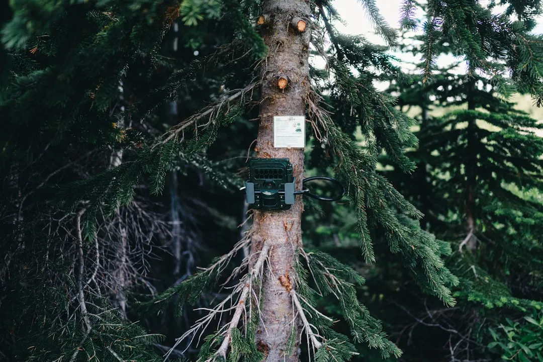 A trail camera is mounted on a tree.
