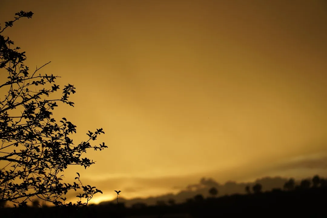 trees during golden hour