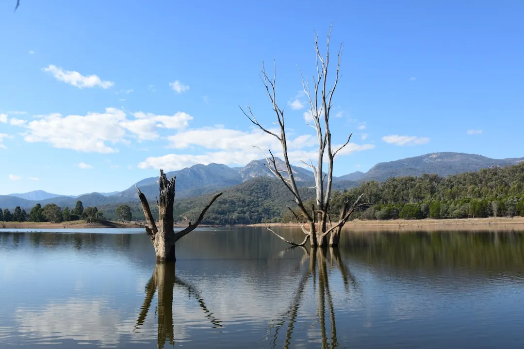 a dead tree in the middle of a lake