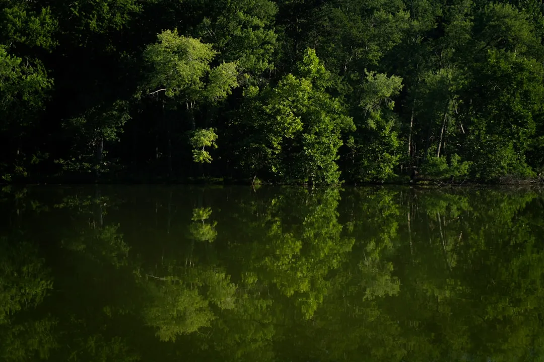a body of water with trees around it