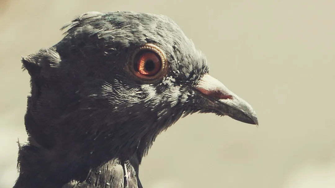 black and red bird in close up photography