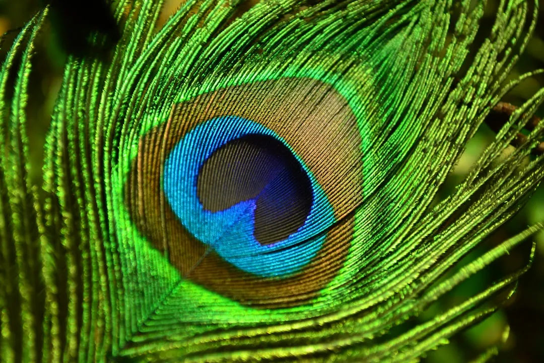 A close up of a peacock's feathers tail