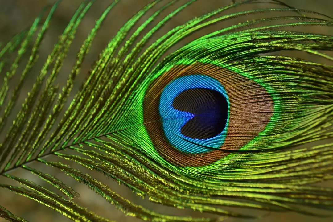 A close up of a peacock's feathers tail