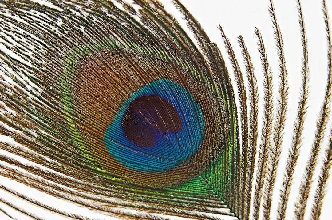 Close-up of a vibrant peacock feather eye