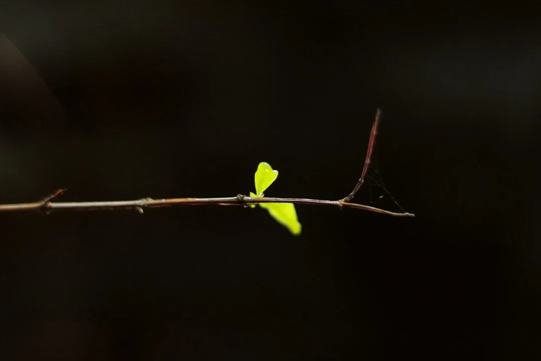 a branch with a small yellow flower on it
