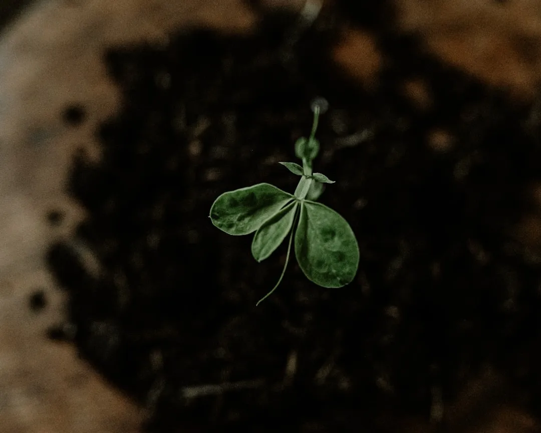 a plant sprouting out of the ground