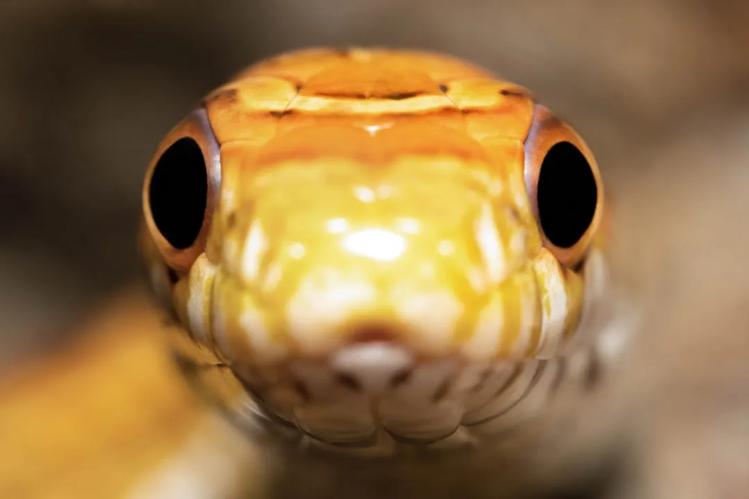 A close up of a yellow snake's head