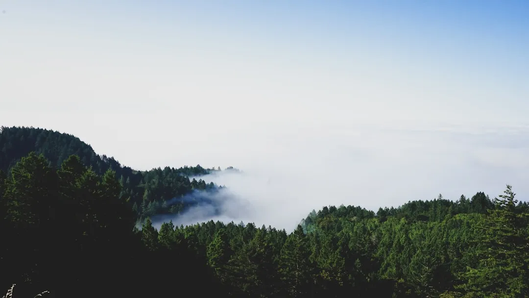 green trees under blue sky during daytime