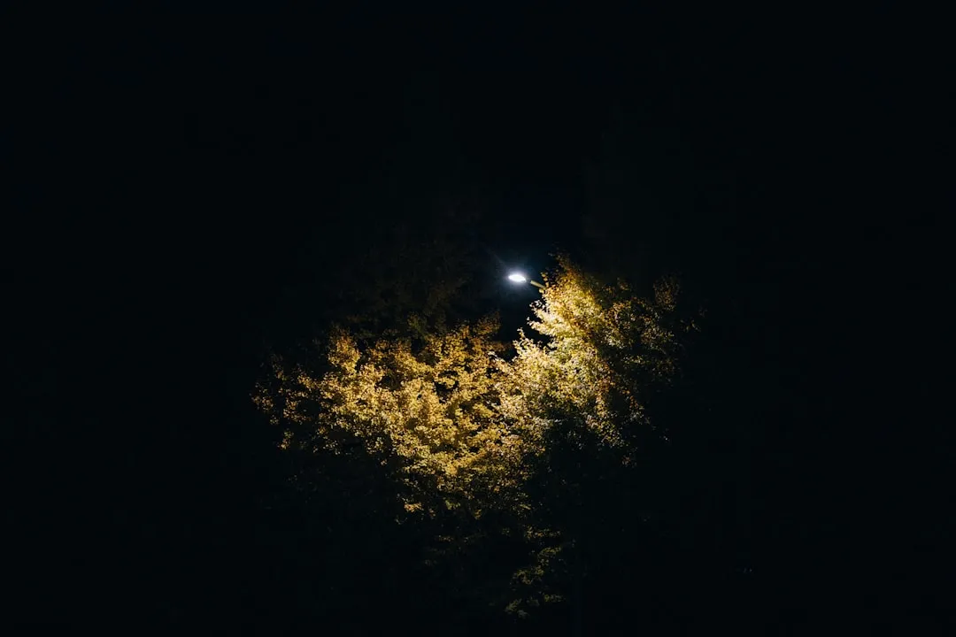 Moon shines brightly through tree branches.