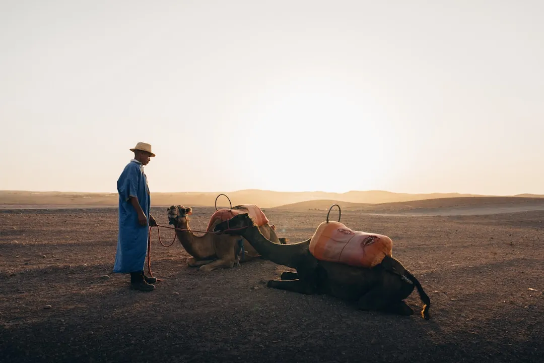 Man with camels in desert at sunset